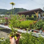Echinacea purpurová (Echinacea purpurea) ´CHEYENNE SPIRIT´® - kont. C2L